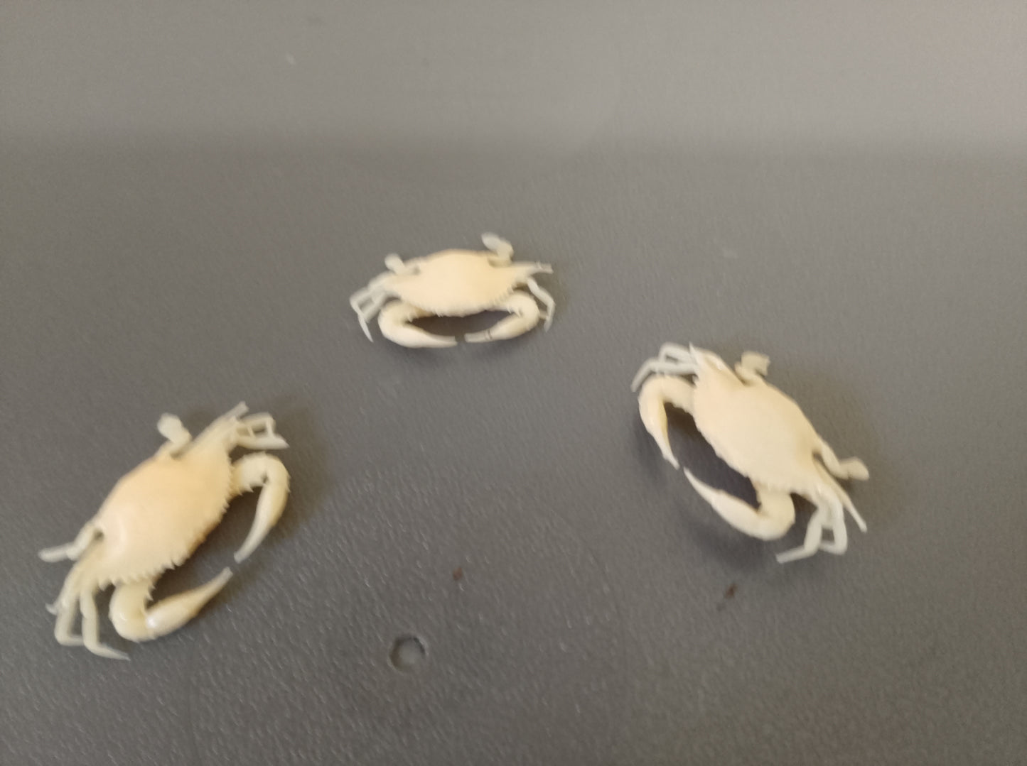 A32 Medium-Sized Model Crabs โ Realistic Marine Detailing for Fishing Boats & Dioramas