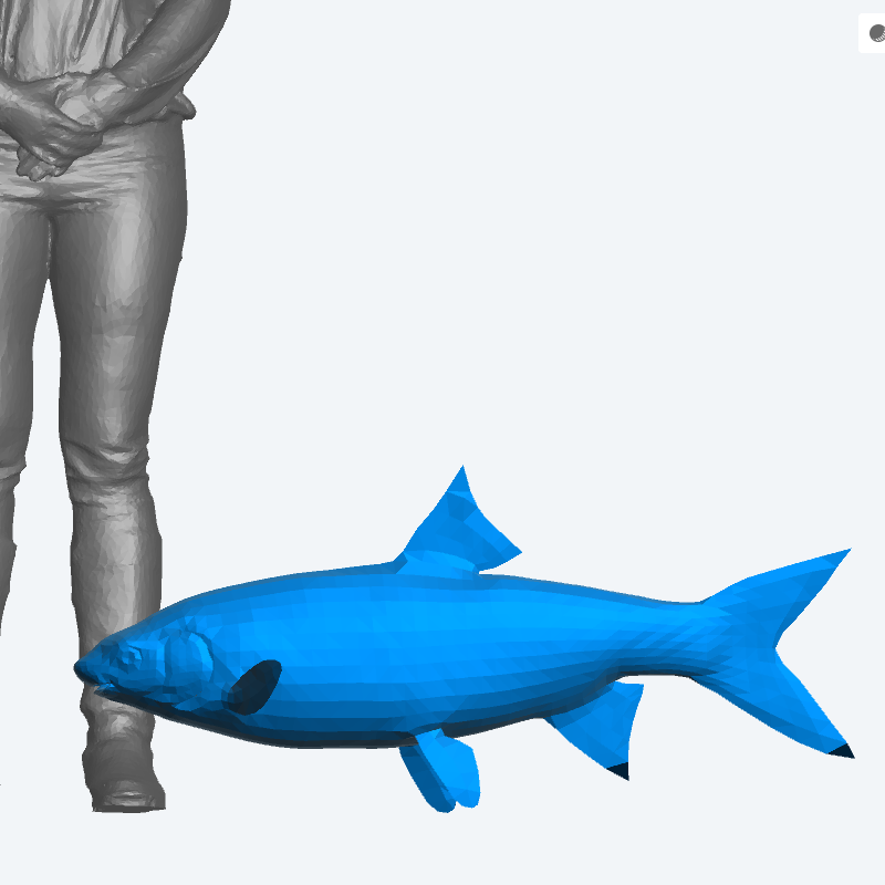 A36 – Set of 2 Scale Model Fish