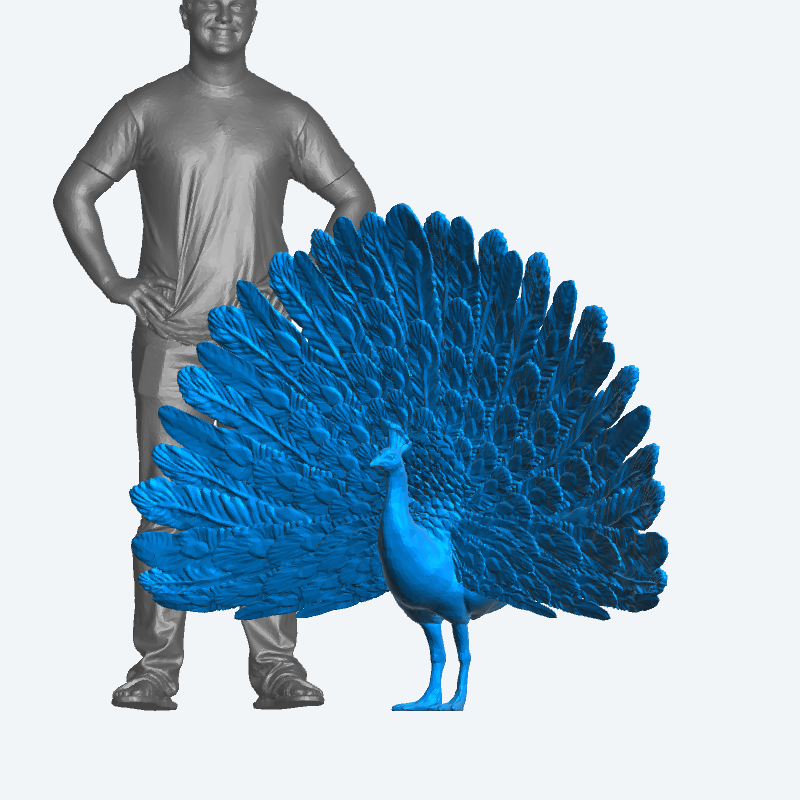 A65 – Peacock with Wings Spread for Exotic, Garden, and Wildlife Dioramas