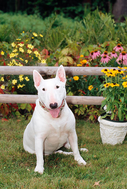 A93 Scale Model Bull Terrier – Sitting, Alert and Ready